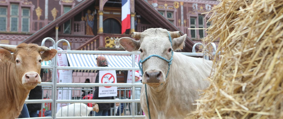 Marché de Pâques : chocolats, animaux et produits locaux