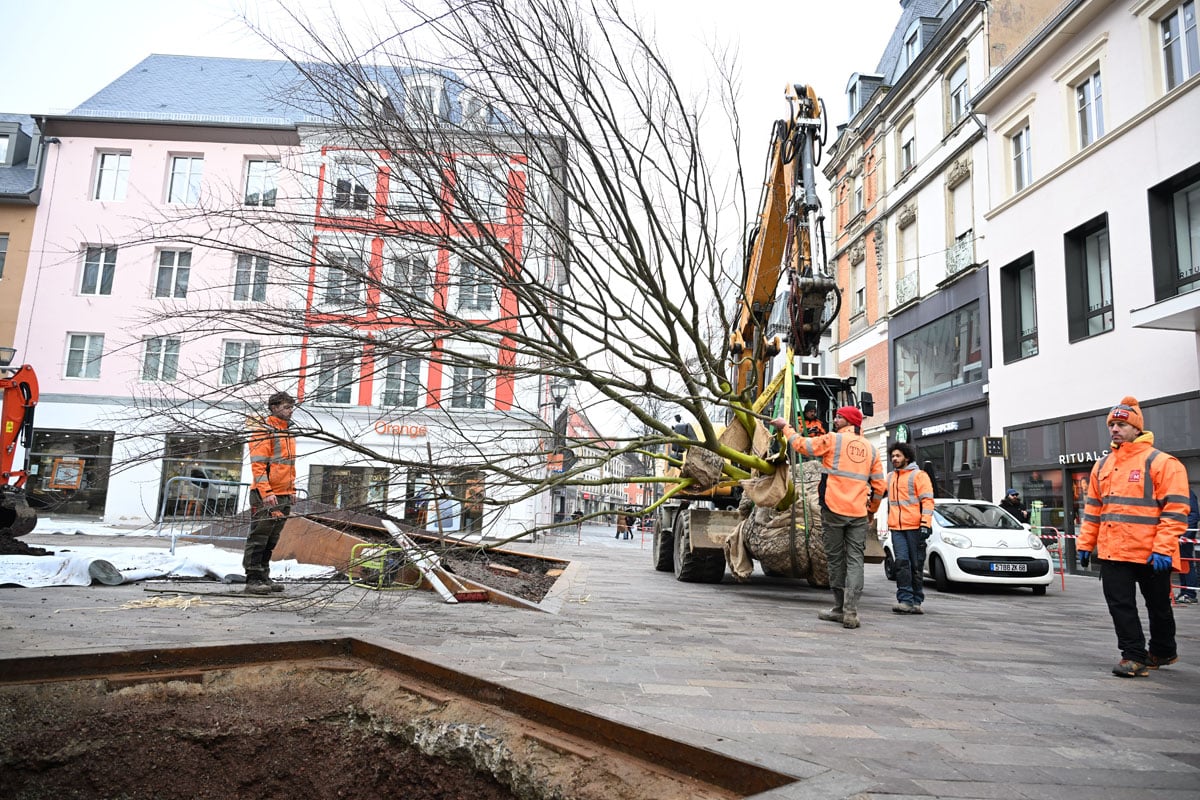Place des Victoires : trois arbres de 8 mètres de haut plantés