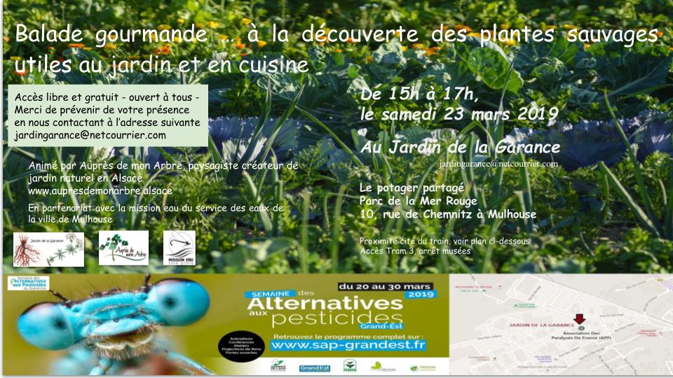 Balade gourmande : découvrir les plantes sauvages utiles au jardin et en cuisine