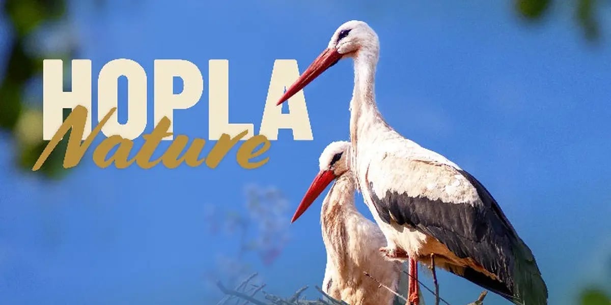 Hopla Nature au Parc Zoologique et Botanique de Mulhouse : biodiversité et nature à portée de main