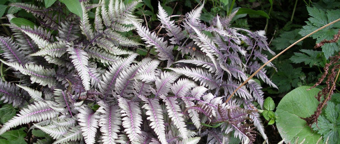A la découverte des plantes vivaces
