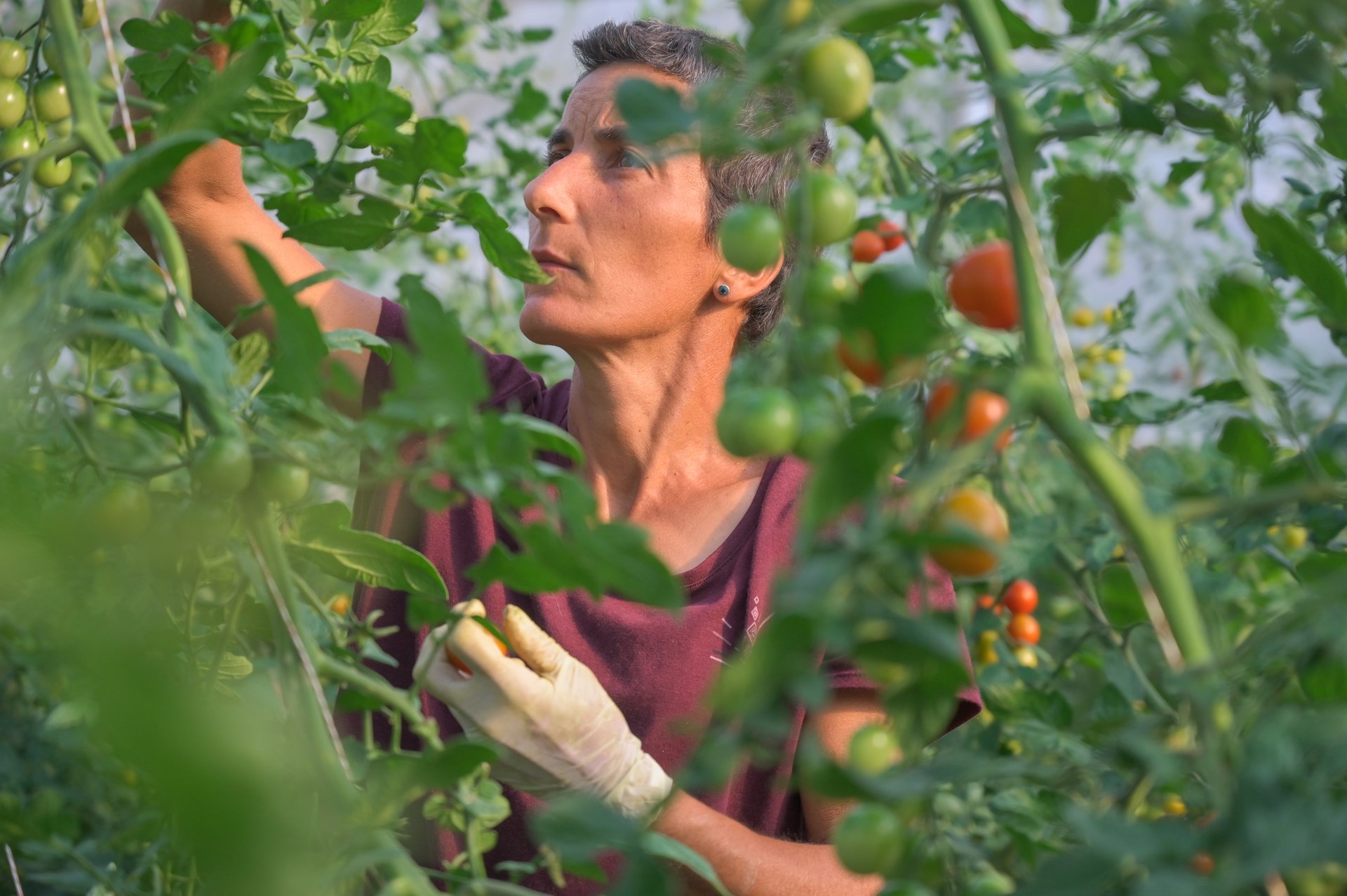 Chants de la terre : un panier en toute liberté