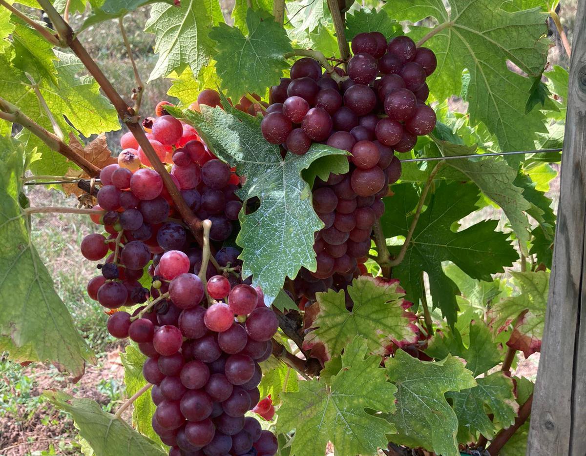 ARMBRUSTER : L’innovation au service de l’agriculture et de la viticulture